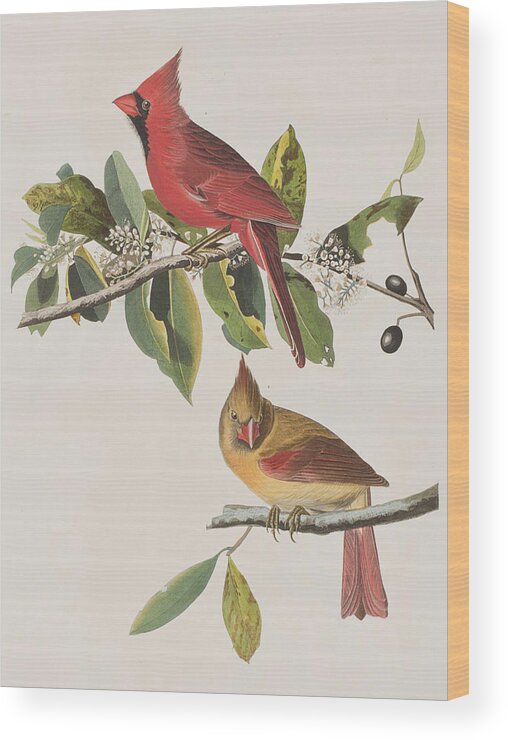 Cardinal Grosbeak Wood Print featuring the painting Cardinal Grosbeak by John James Audubon
