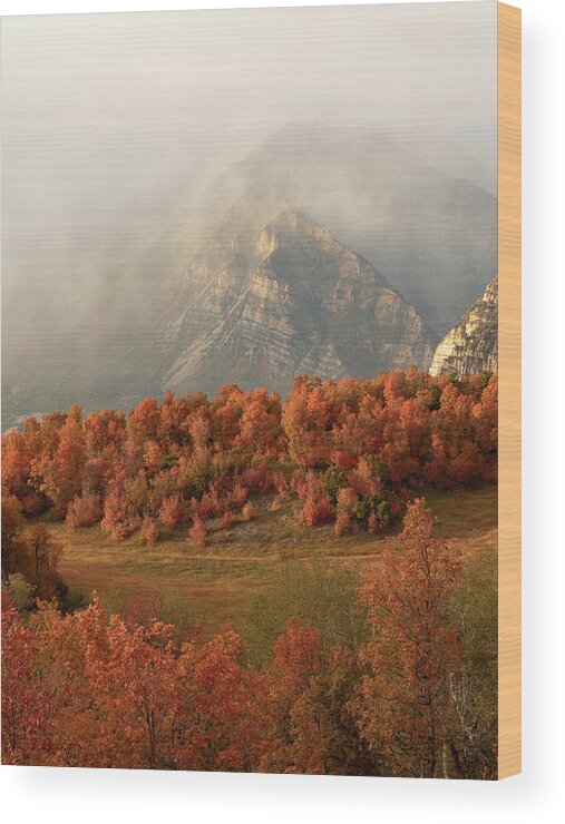 Cascade Meadow Wood Print featuring the photograph Cascading Fall by Emily Dickey