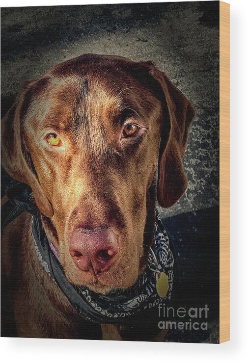 Animal Wood Print featuring the photograph Chocolate Lab by William Norton