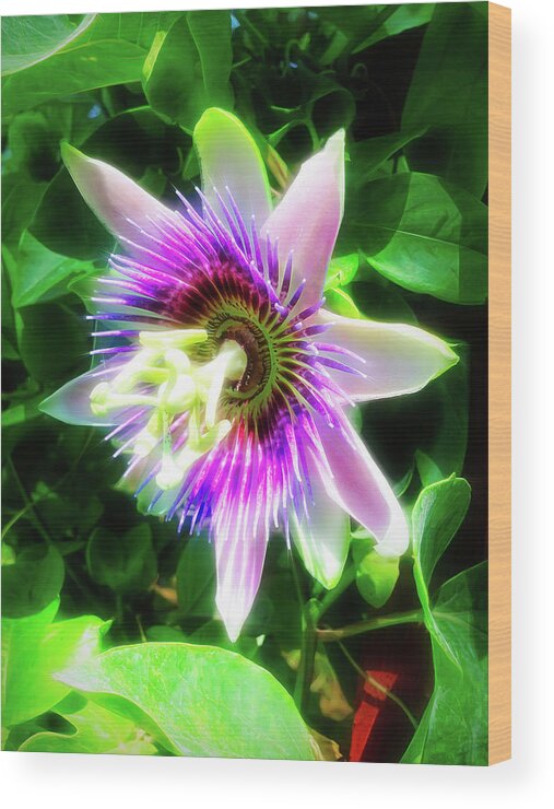 Passion Flower Wood Print featuring the photograph City Flare Passion Flower 5 by Aimee L Maher ALM GALLERY