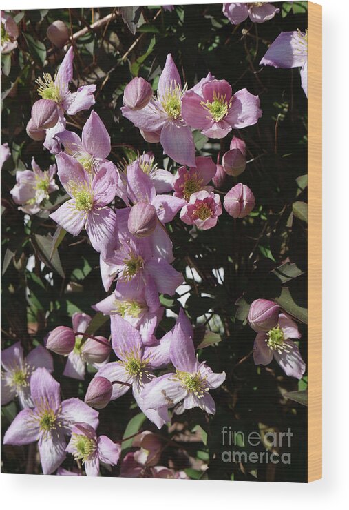 Clematis Wood Print featuring the photograph Clematis Montana in full bloom by Brenda Kean