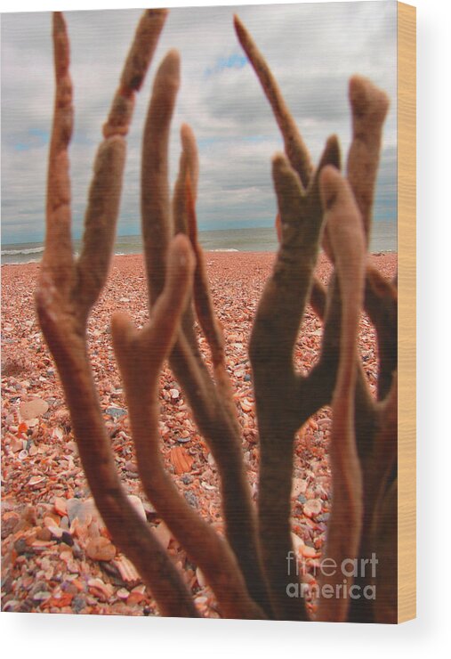Seascape Wood Print featuring the photograph Coral Confusion by Laura Brightwood