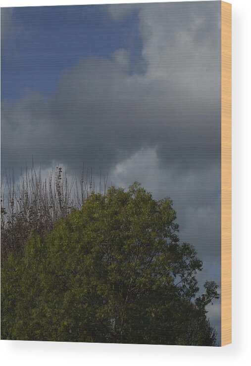  Wood Print featuring the photograph Cumulus 14 and Trees by Richard Thomas