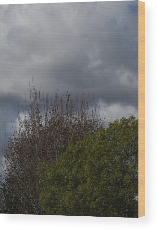  Wood Print featuring the photograph Cumulus 19 and Trees by Richard Thomas