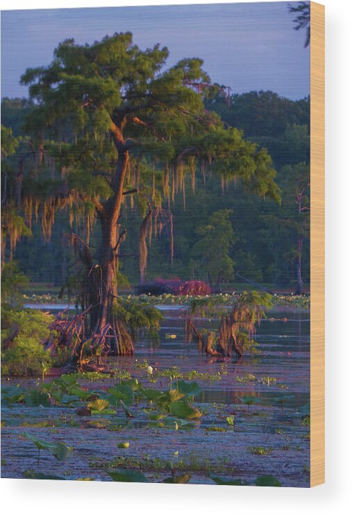 Orcinus Fotograffy Wood Print featuring the photograph Cypress In The Sunset by Kimo Fernandez