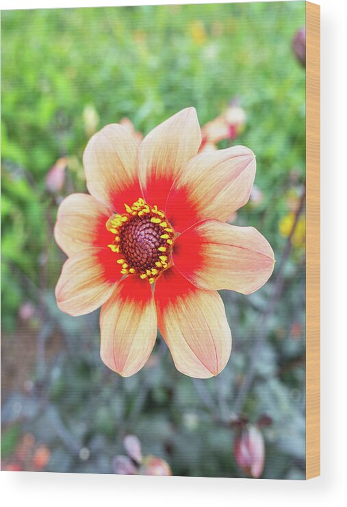 Background Wood Print featuring the photograph Dahlia by Big Joe