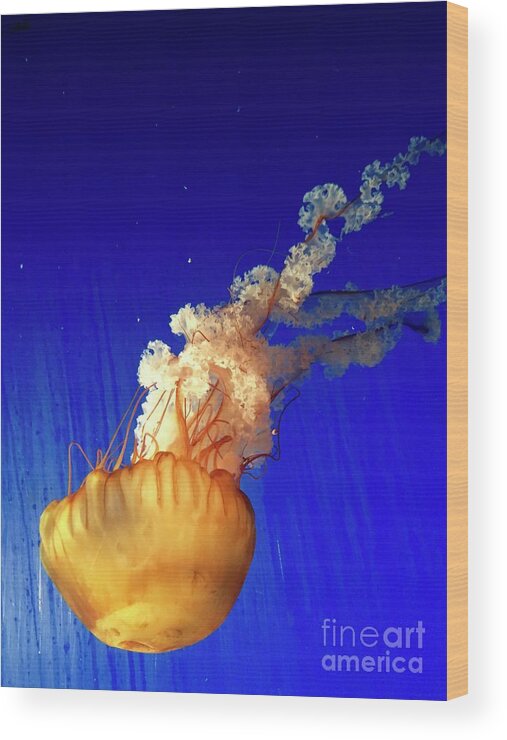 Jellyfish Wood Print featuring the photograph Dance of the Jelly by Beth Saffer