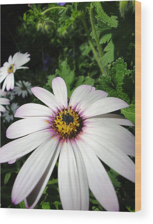 Flora Wood Print featuring the photograph Dandy Daisy by Susan Baker