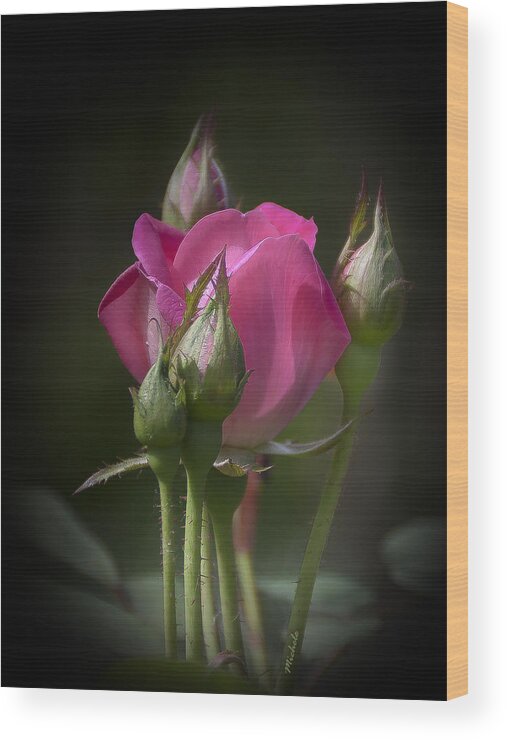 Rose Wood Print featuring the photograph Delicate Rose with Buds by Michele A Loftus