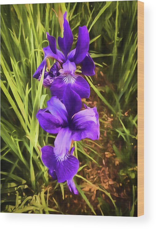 Flowers Wood Print featuring the photograph Desert Iris by Penny Lisowski