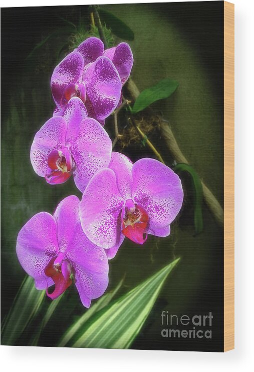 Orchid Wood Print featuring the photograph Dew-Kissed Moth Orchids by Sue Melvin