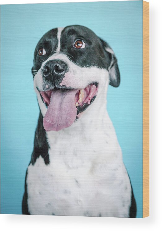 Dogs Wood Print featuring the photograph Domino 10 by Pit Bull Headshots by Headshots Melrose