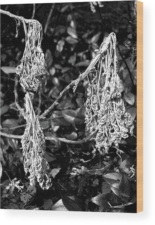 Garden Plant Plants Black White Dead Dried Three High Contrast Stark Macro Close Up Closeup Abstract Delaware Wood Print featuring the photograph Dried Plant #81 by Raymond Magnani