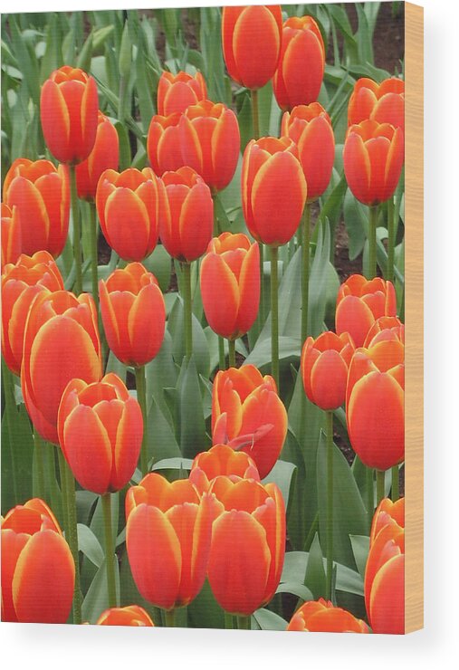 Netherlands Wood Print featuring the photograph Dutch Tulips by Charles Ridgway