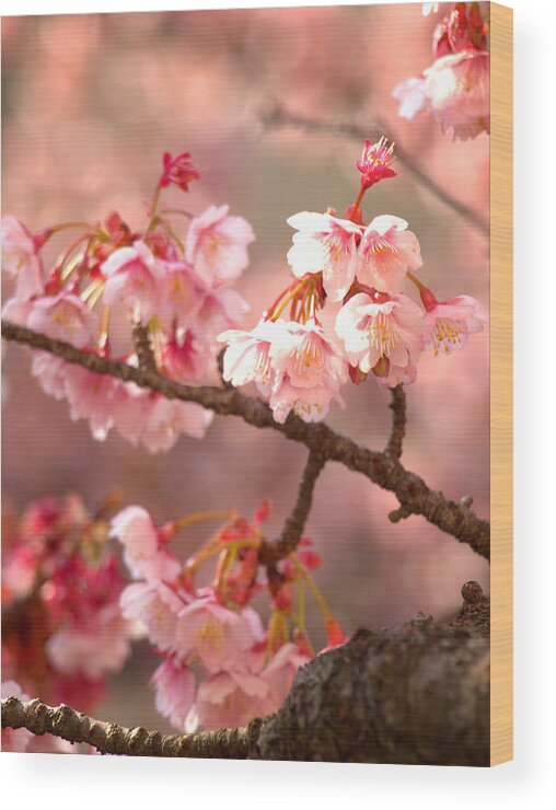 Cherry Blossom Wood Print featuring the photograph Early Cherry Blossoms by Yuka Kato