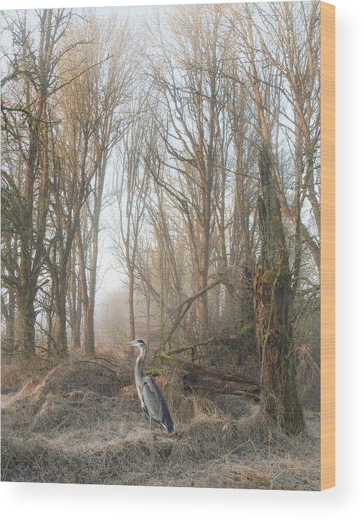 Woods Wood Print featuring the photograph Early Morning in the Backwoods by Angie Vogel