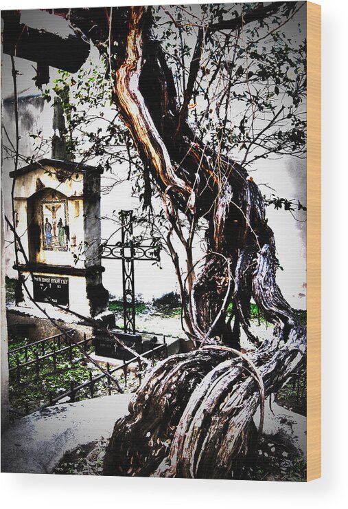 Mission Wood Print featuring the photograph Elder Grapevine by Mike Hill