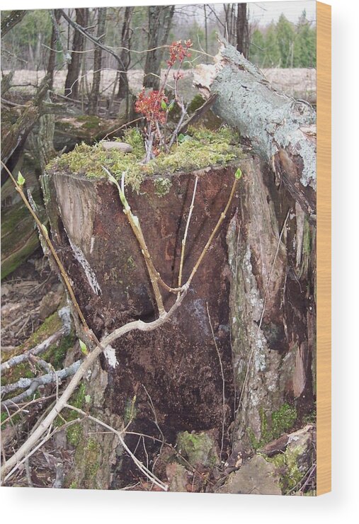 Fairy Wood Print featuring the photograph Fairy House on stump by Krista Ouellette