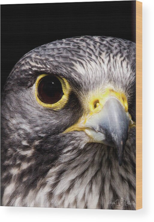 Falcon Wood Print featuring the photograph Falcon Eye by Steph Gabler