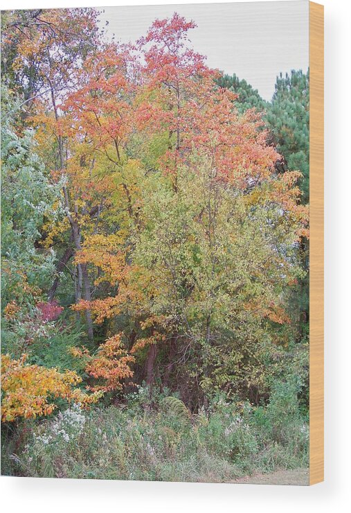 Trees Wood Print featuring the photograph Fall Forest by Kathern Ware