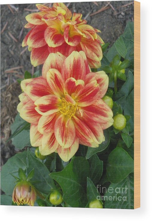 Dahlia Wood Print featuring the photograph Fiery Dahlia by Sonya Chalmers