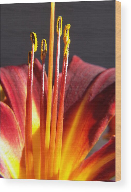 Fire Lily Wood Print featuring the photograph Fire Lily 1 by Amy Fose