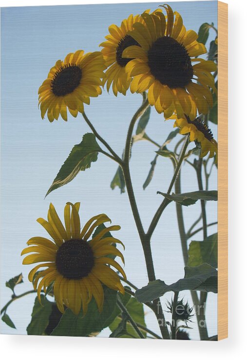 Sunflower Wood Print featuring the photograph Five Sunflowers to the Sky by Anna Lisa Yoder