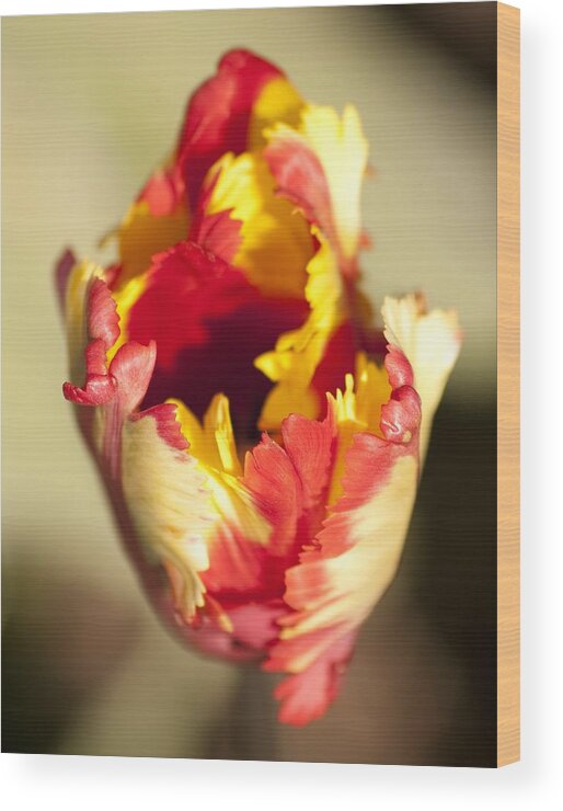 Flaming Parrot Tulip Wood Print featuring the photograph Flaming Parrot by Brad Granger
