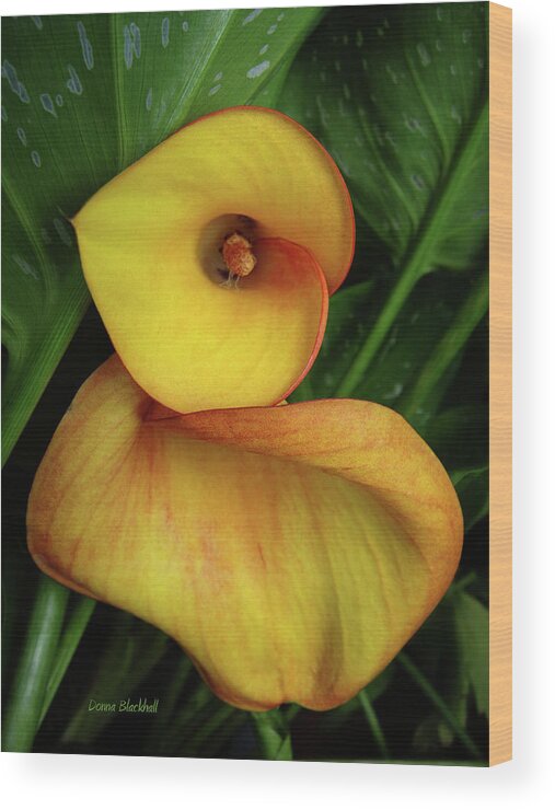 Calla Lily Wood Print featuring the photograph Flirtation by Donna Blackhall