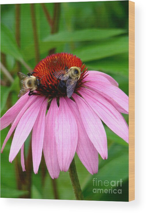 Coneflower Wood Print featuring the photograph Floral Go Round by Sue Melvin