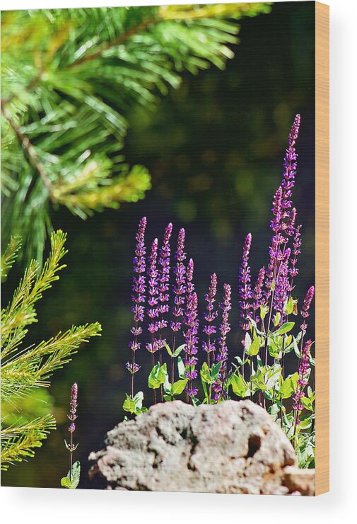 Perennial Meadow Sage Caradonna Flower Print Wood Print featuring the photograph Flower Meadow Sage Print by Gwen Gibson