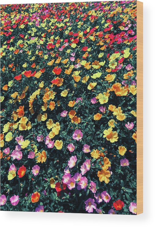 Flower Wood Print featuring the photograph Flowers by Jeremiah B