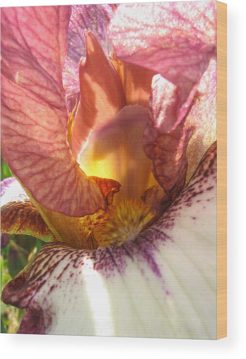 Pink Wood Print featuring the photograph Flowerscape Pink Iris One by Laura Davis