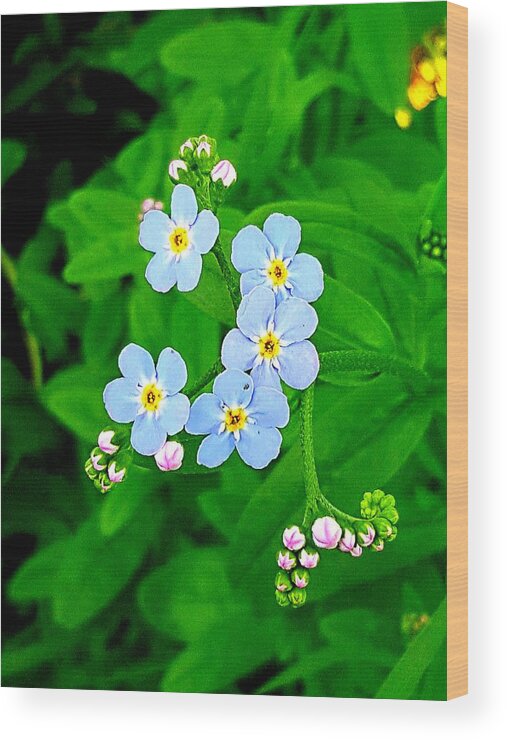 Lupins Wood Print featuring the photograph Forget Me Nots by Michael Graham