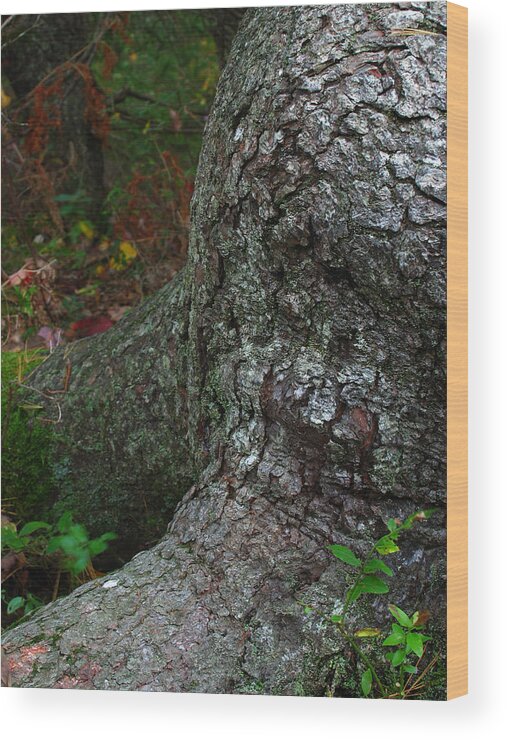Tree Wood Print featuring the photograph Forms in Nature by Juergen Roth