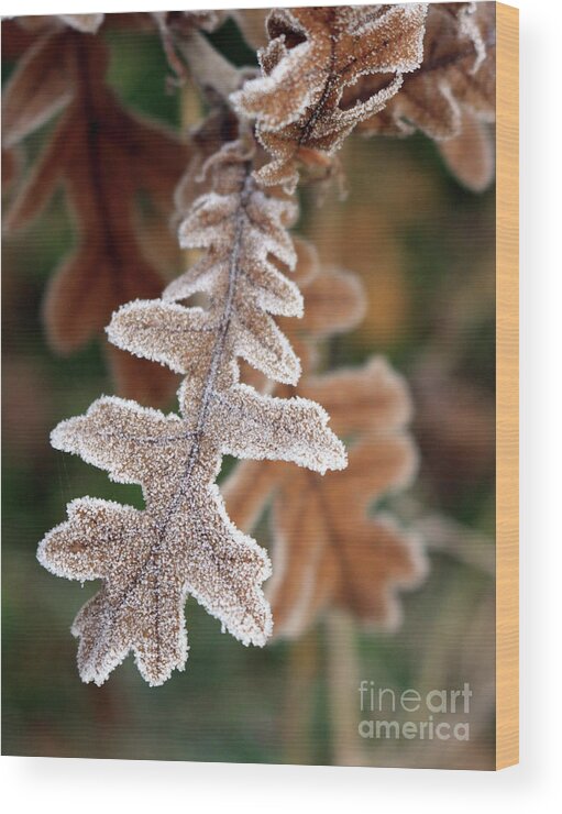 Frost Covered Oak Leaf Wood Print featuring the photograph Frost covered oak leaf by Julia Gavin