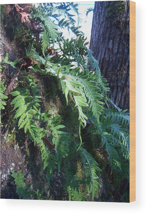 Fern Wood Print featuring the photograph Frosted Ferns by Ken Day