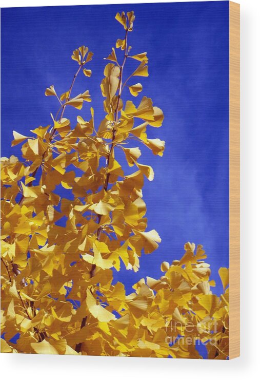 Ginkgo Tree Wood Print featuring the photograph Ginkgo Tree Ginkgo Bilboa by DazzleMePhotography com