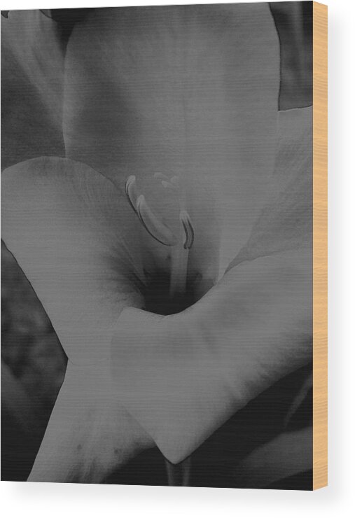 Flower Wood Print featuring the photograph Gladioli by John Bradburn