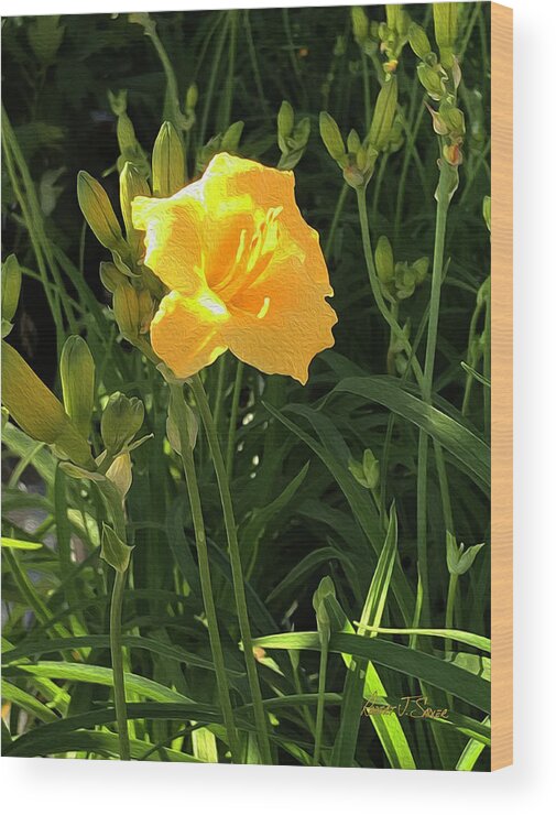  Wood Print featuring the photograph Golden Yellow Day Lilly by Robert J Sadler
