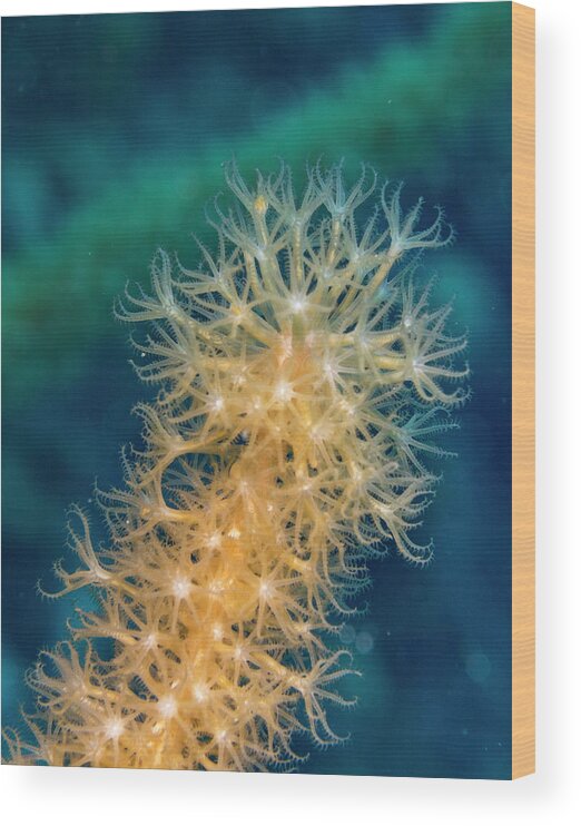 Jean Noren Wood Print featuring the photograph Gorgonian Detail by Jean Noren
