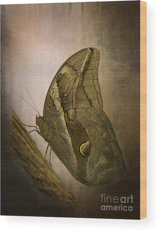 Butterfly Wood Print featuring the photograph Graffic Owl Butterfly by Inge Riis McDonald