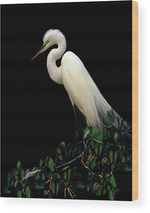 Nature Wood Print featuring the photograph Great White Egret VI by Phil Jensen