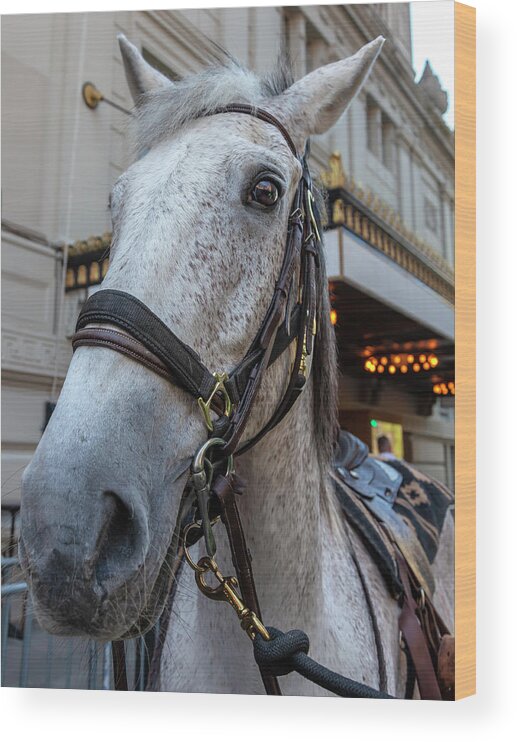 Greek Independence Day Nyc 4_20_2018 Wood Print featuring the photograph Greek Independence Day NYC 4_20_2018 - Horse by Robert Ullmann
