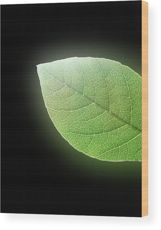 Green Wood Print featuring the photograph Green Glow by Johanna Hurmerinta