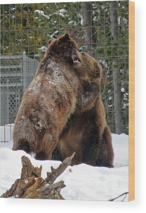 Grizzly Wood Print featuring the photograph Grizzly Fun by Cindy Murphy - NightVisions