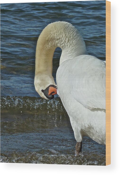 Birds Wood Print featuring the photograph Grooming by Diana Hatcher