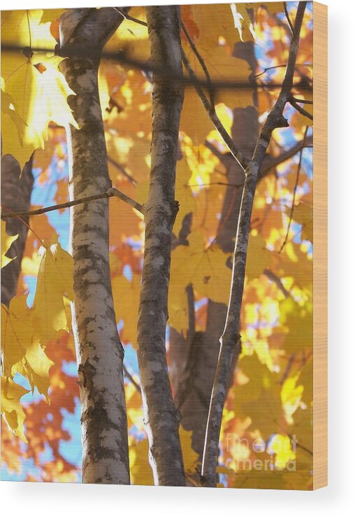 Trees Wood Print featuring the photograph Growing Gold - Photograph by Jackie Mueller-Jones