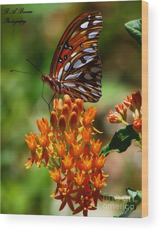 Gulf Fritillary Wood Print featuring the photograph Gulf Fritillary on Butterflyweed by Barbara Bowen