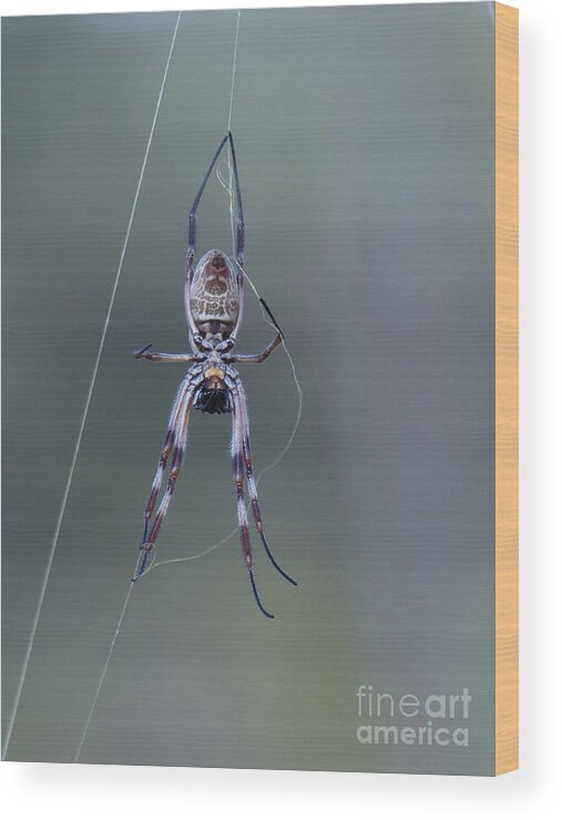 Spider Wood Print featuring the photograph Australian Spider by Phil Banks